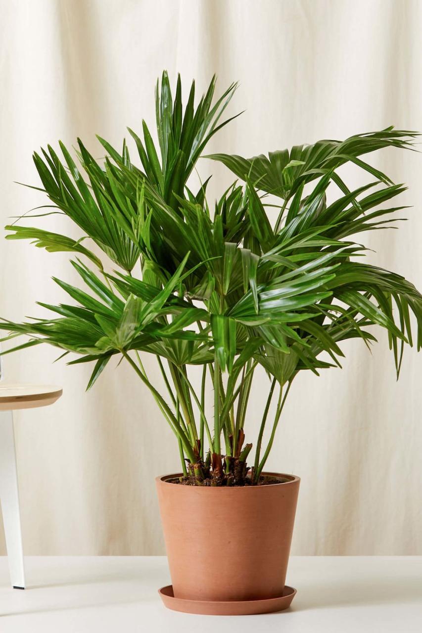 indoor trees, chinese fan palm potted indoors