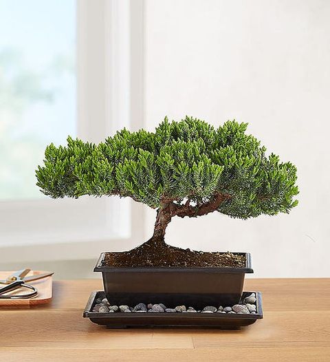 juniper bonsai