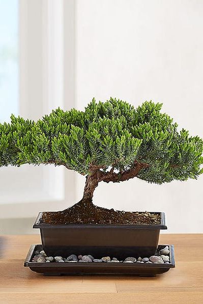 juniper bonsai