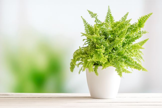 boston fern nephrolepis exaltata best houseplants for beginners