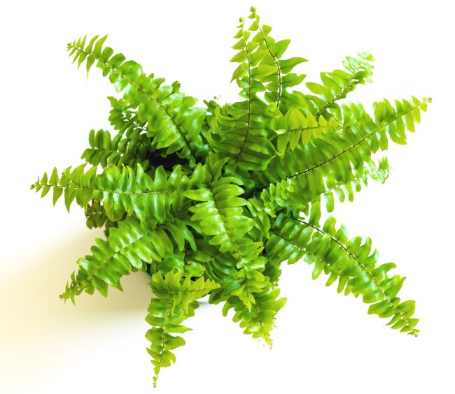 boston fern houseplants safe for cats