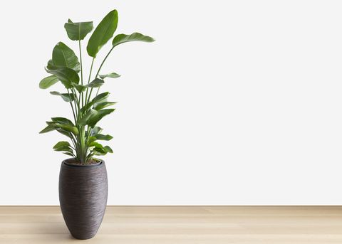 bright living room with a large house plant, copy space, room for text