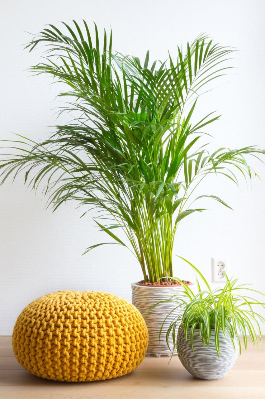 indoor trees, potted parlor palms inside