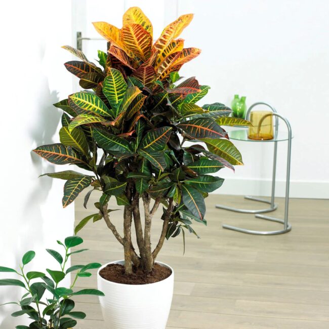 Colorful large houseplant