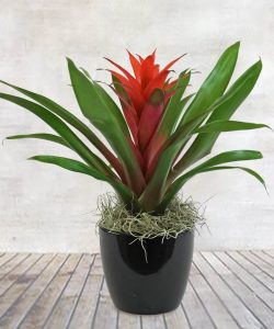 Indoor House Plant