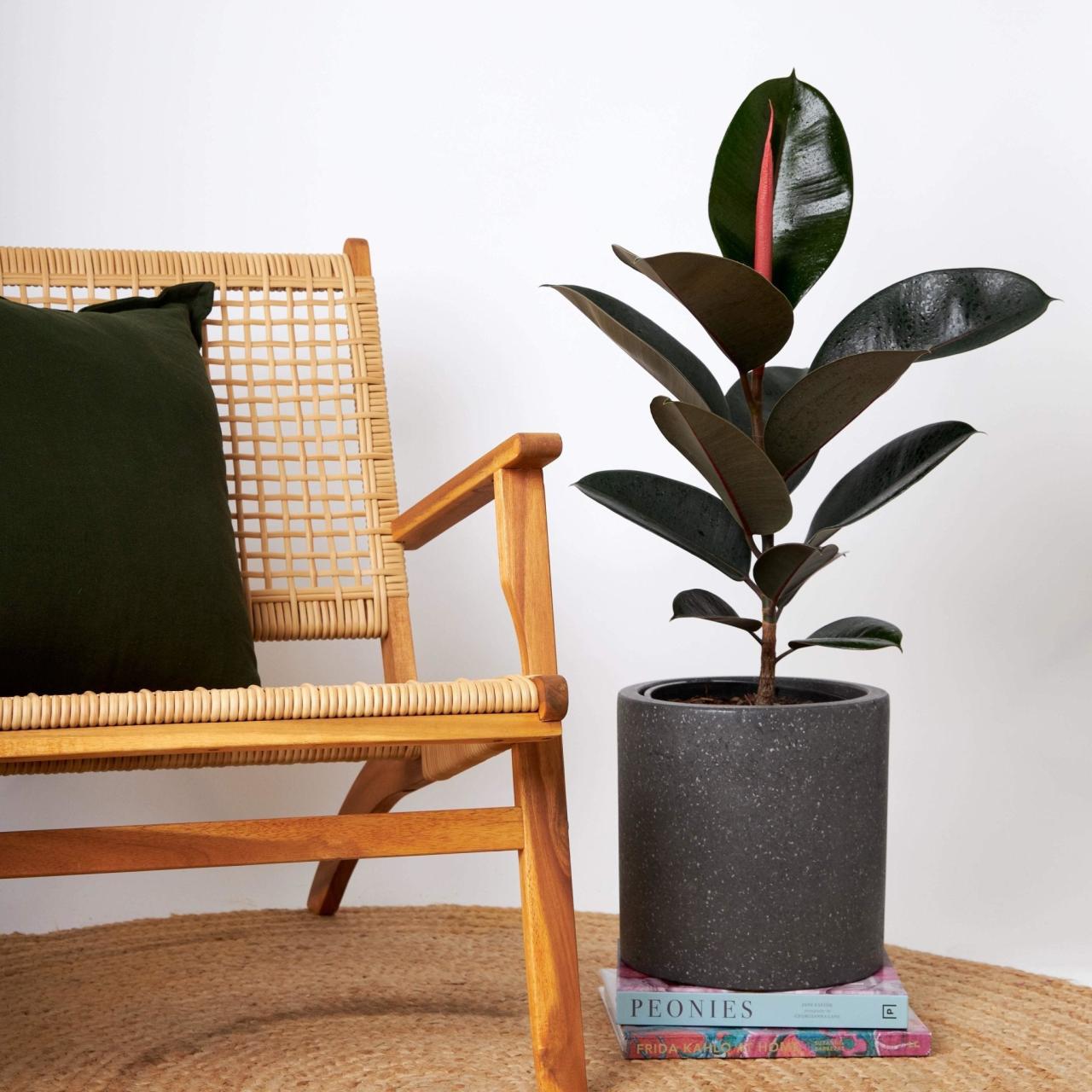 Burgundy Rubber Tree Plant | The Good Plant Co