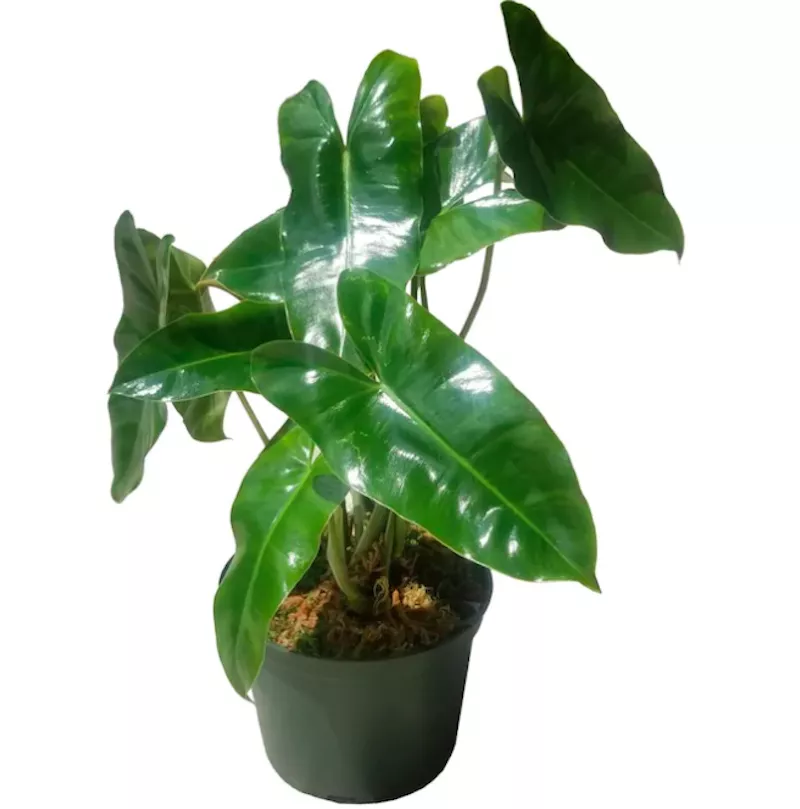 Burle Max Philodendron