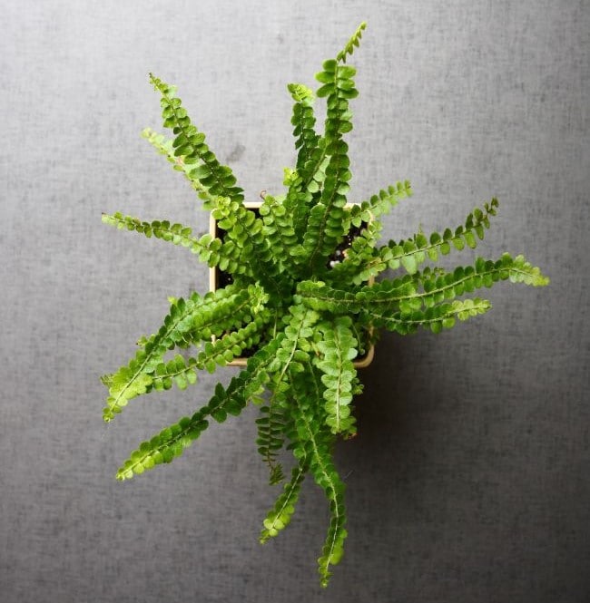 button fern pellaea rotundifolia small indoor plants