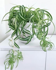 Indoor Plants