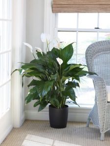 Indoor Plants that don't need Sun