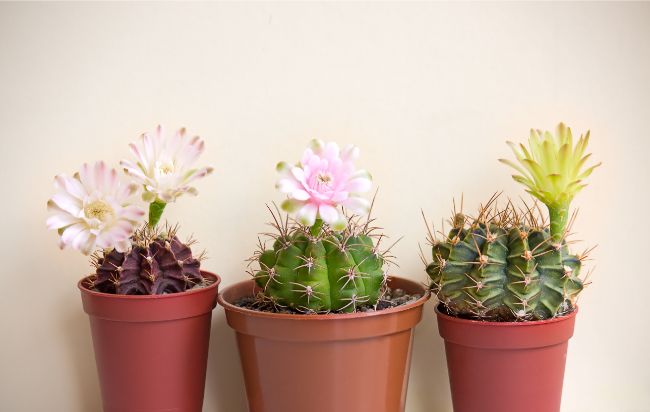 cacti best houseplants for beginners