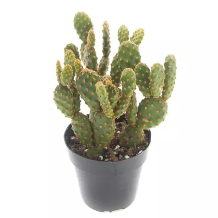 Small cactus in a black grower's pot