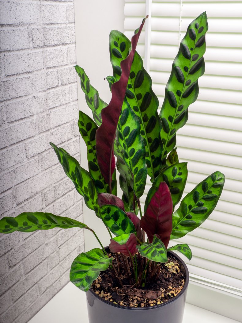 Calathea lancifolia