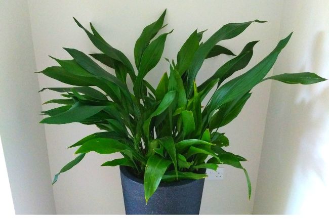 cast iron plant aspidistra elatior best houseplants for beginners