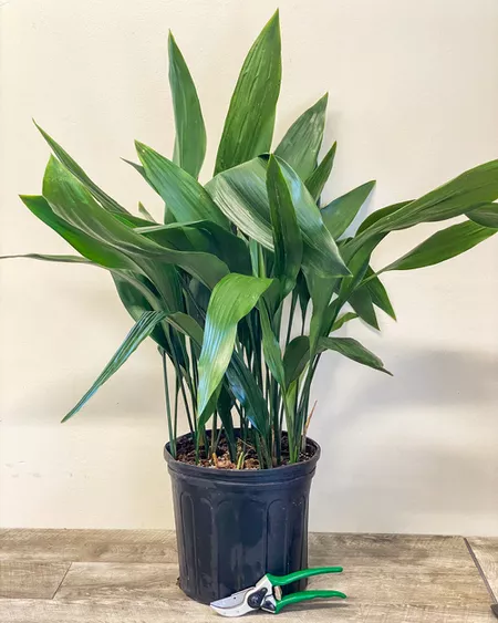 Cast iron plant in black grower's pot sitting next to a pair of gardening clippers