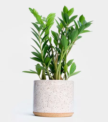 Zamioculcas Zamiifolia