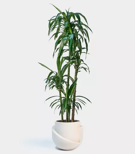 Dracaena Lisa Cane