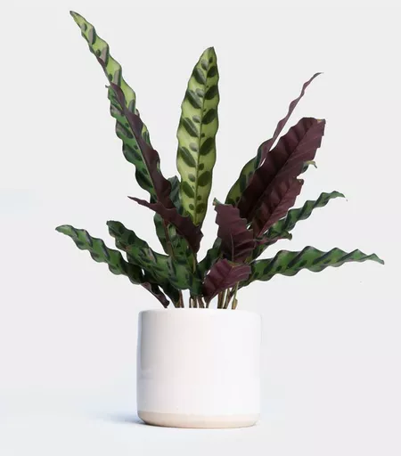 Rattlesnake Plant