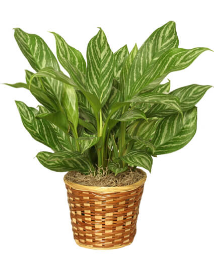 CHINESE EVERGREEN PLANT Aglaonema commutatum in Haddon Heights, NJ - Freshest Flowers