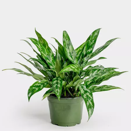 Chinese evergreen in a green grower's pot