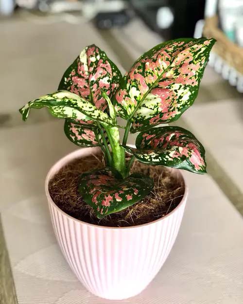 Evergreen Chinese Tricolor #houseplants #tricolor #decorhomeideas