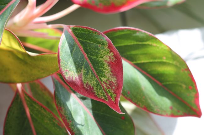 chinese evergreen yelow leaves aglaonema