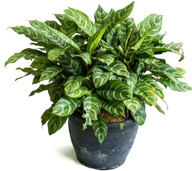 aglaonema chinese evergreen houseplant