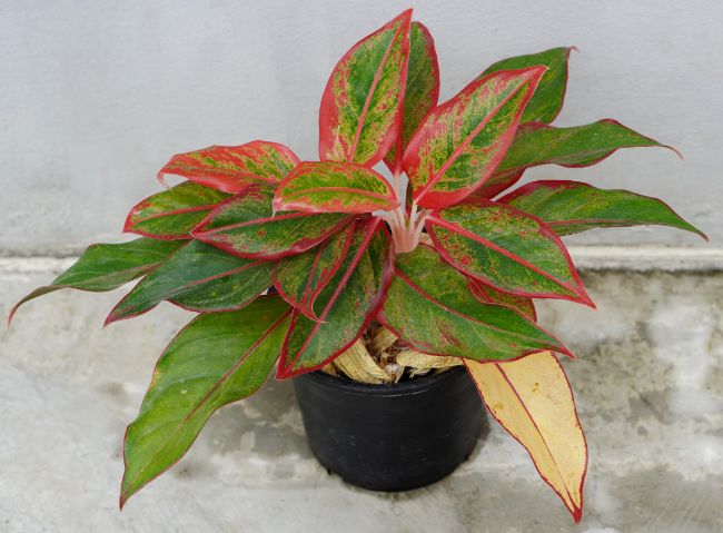 aglaonema yellow leaves old foliage