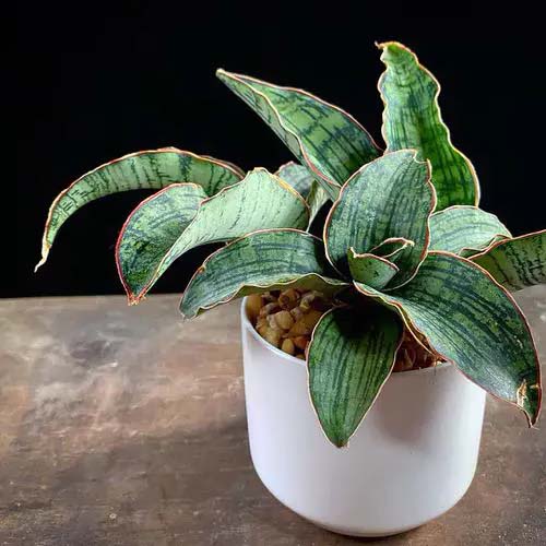 Cleopatra snake plant #homeplants #tricolor #decorhomeideas