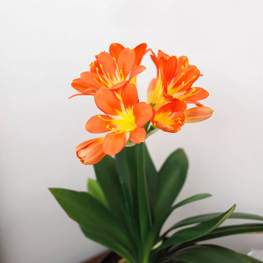 closeup of clivia in bloom houseplant