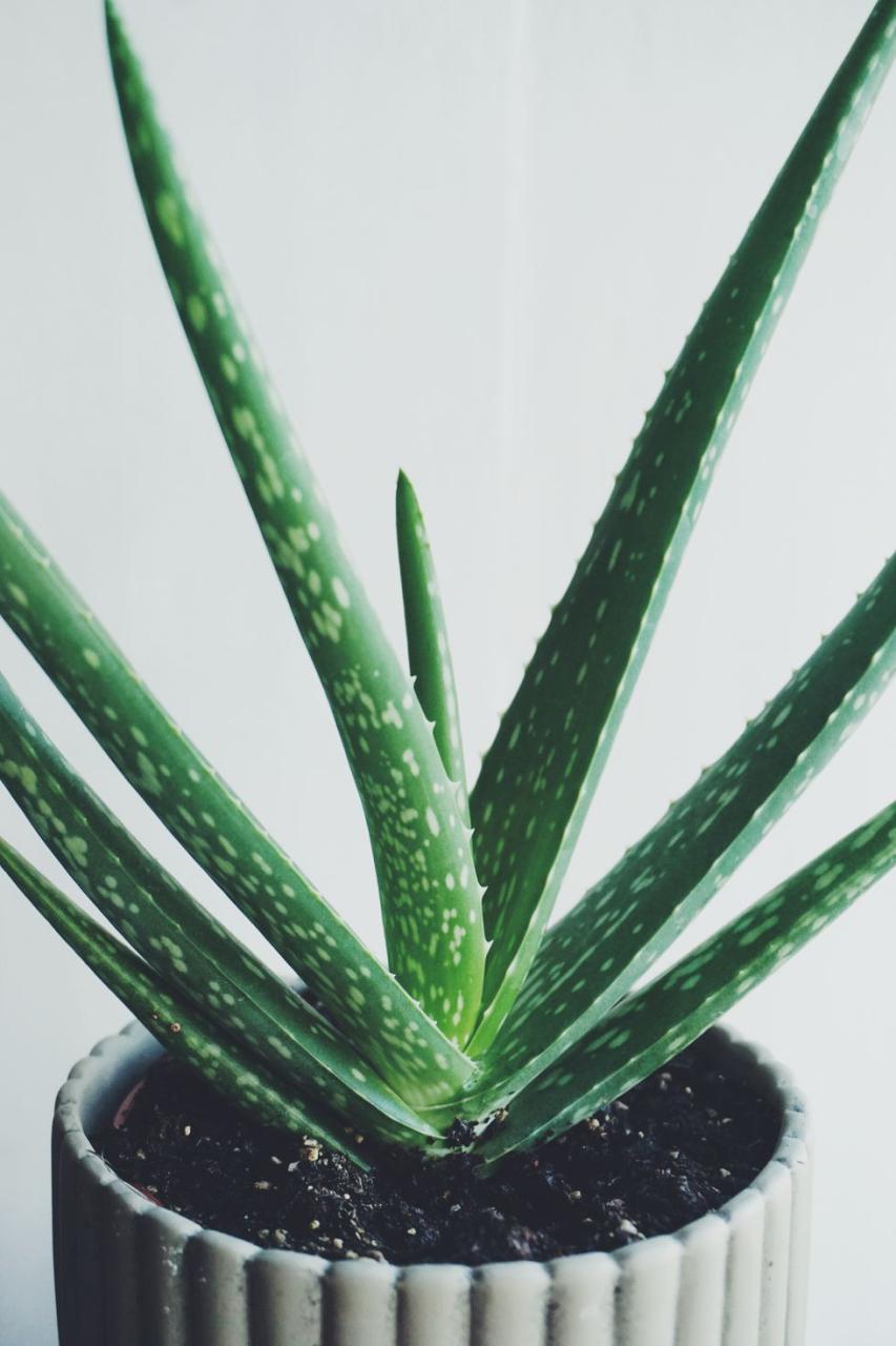 Close-Up Of Aloe Vera Plant Against Wall