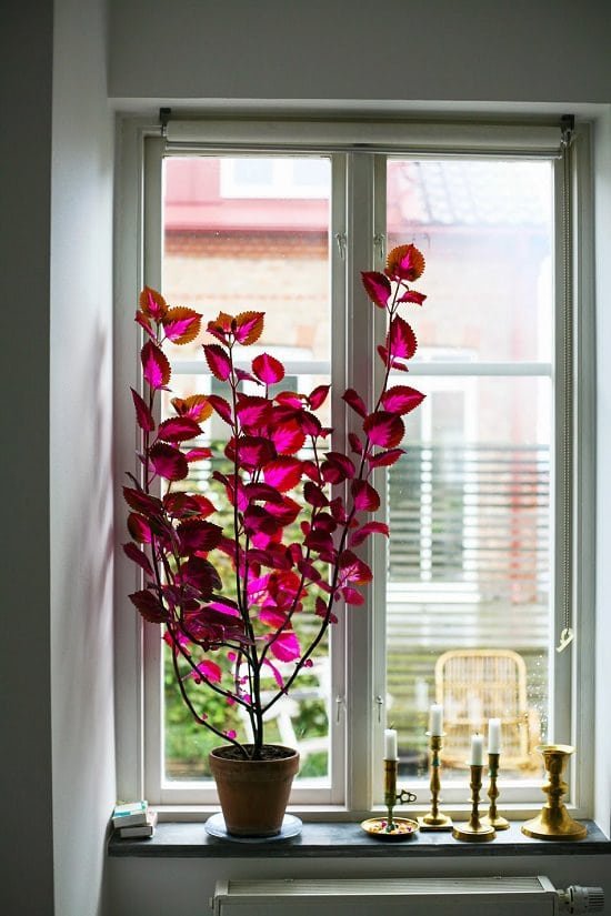 Red Indoor Plants 2