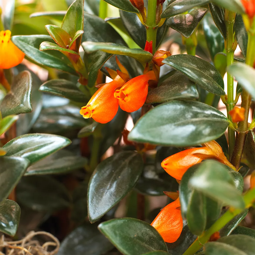 Columnea plant close up with orange flower buds