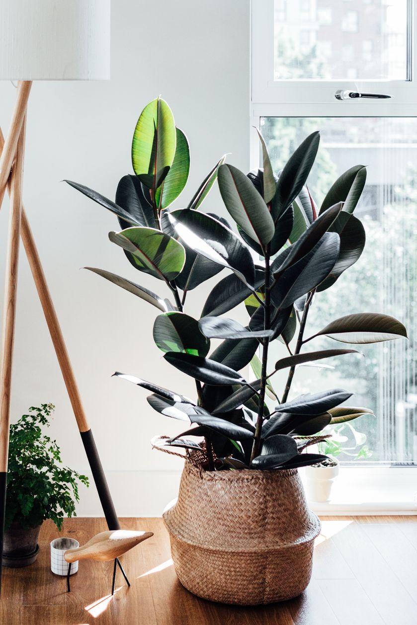 indoor trees, rubber plant on the floor indoors