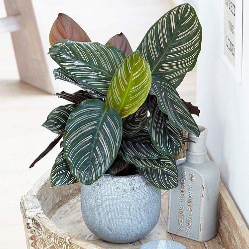 Beautiful Houseplants with Patterns 17