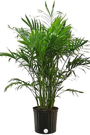 costa farms cat palm chamaedorea cataractarum, 3 feet tall, 3 foot, live indoor plant