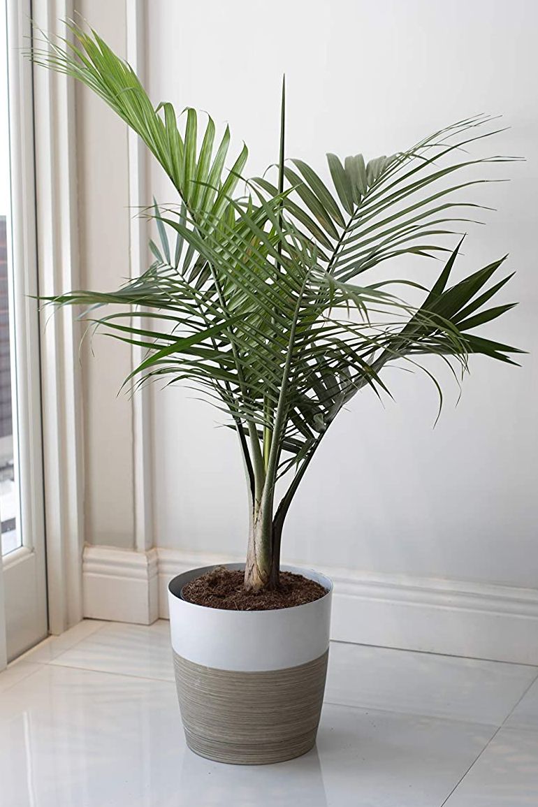 indoor trees, majesty palm potted indoors on the floor