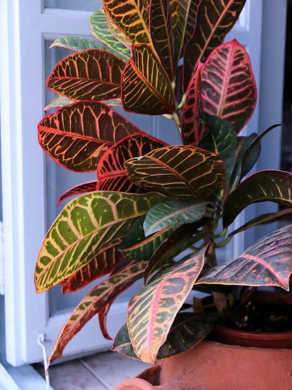 Croton Large Houseplant