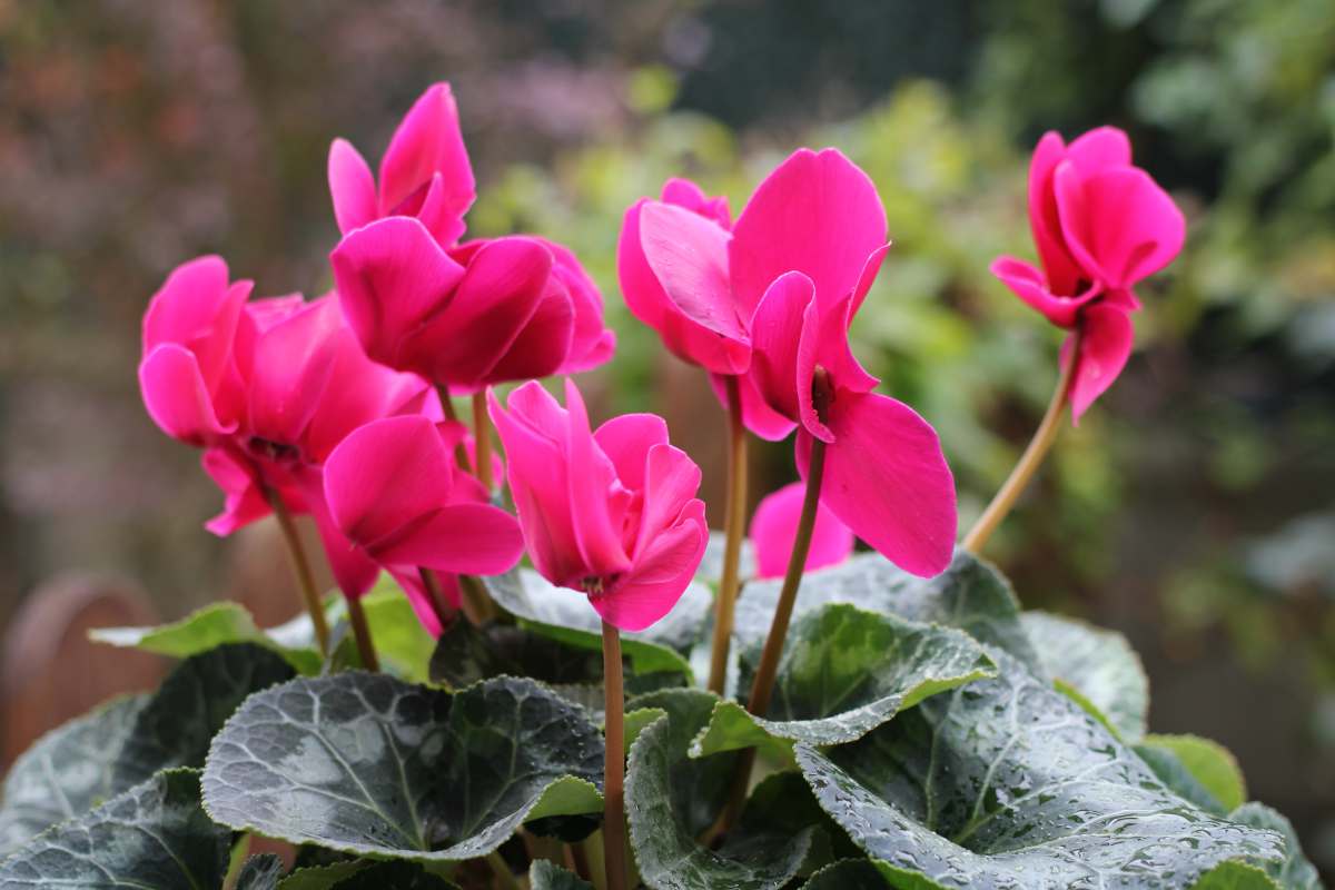 Cyclamen - winter care, how to extend Ƅlooming