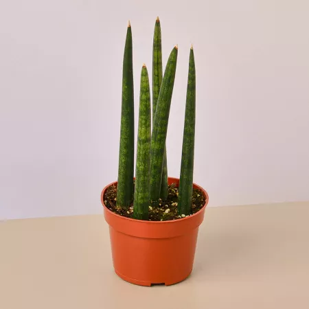 Snake Plant Cylindrica in orange grower's pot