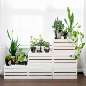 Tropical Indoor Plant Decorating Ideas