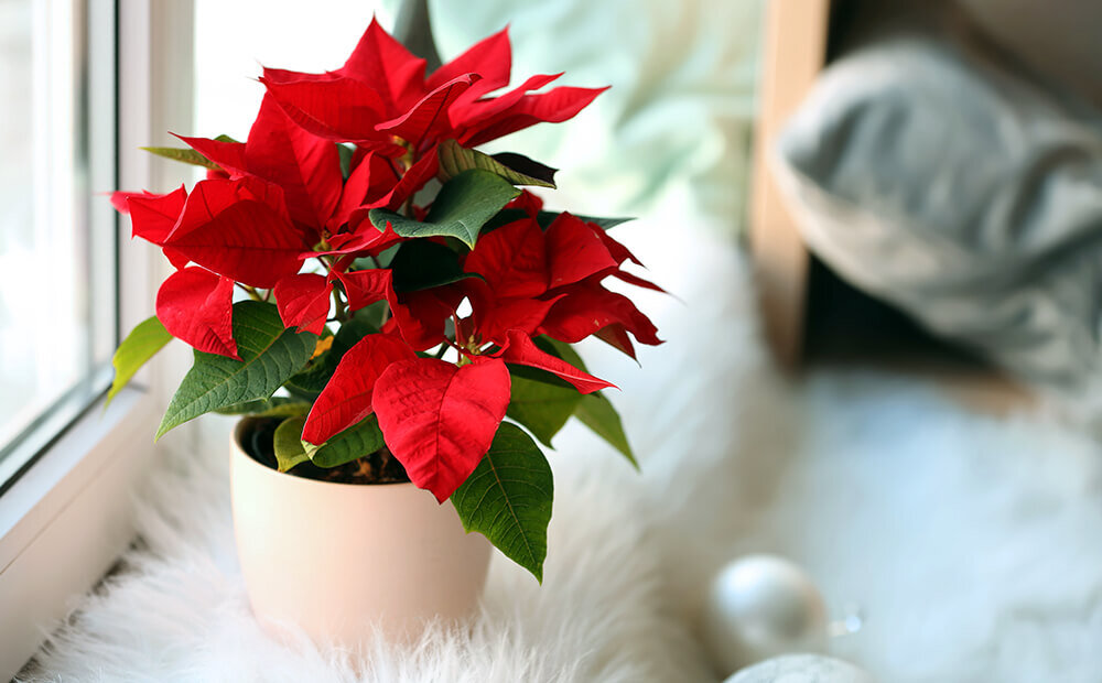 Dammann's Garden Company – CAN YOU KEEP POINSETTIAS AS HOUSEPLANTS?