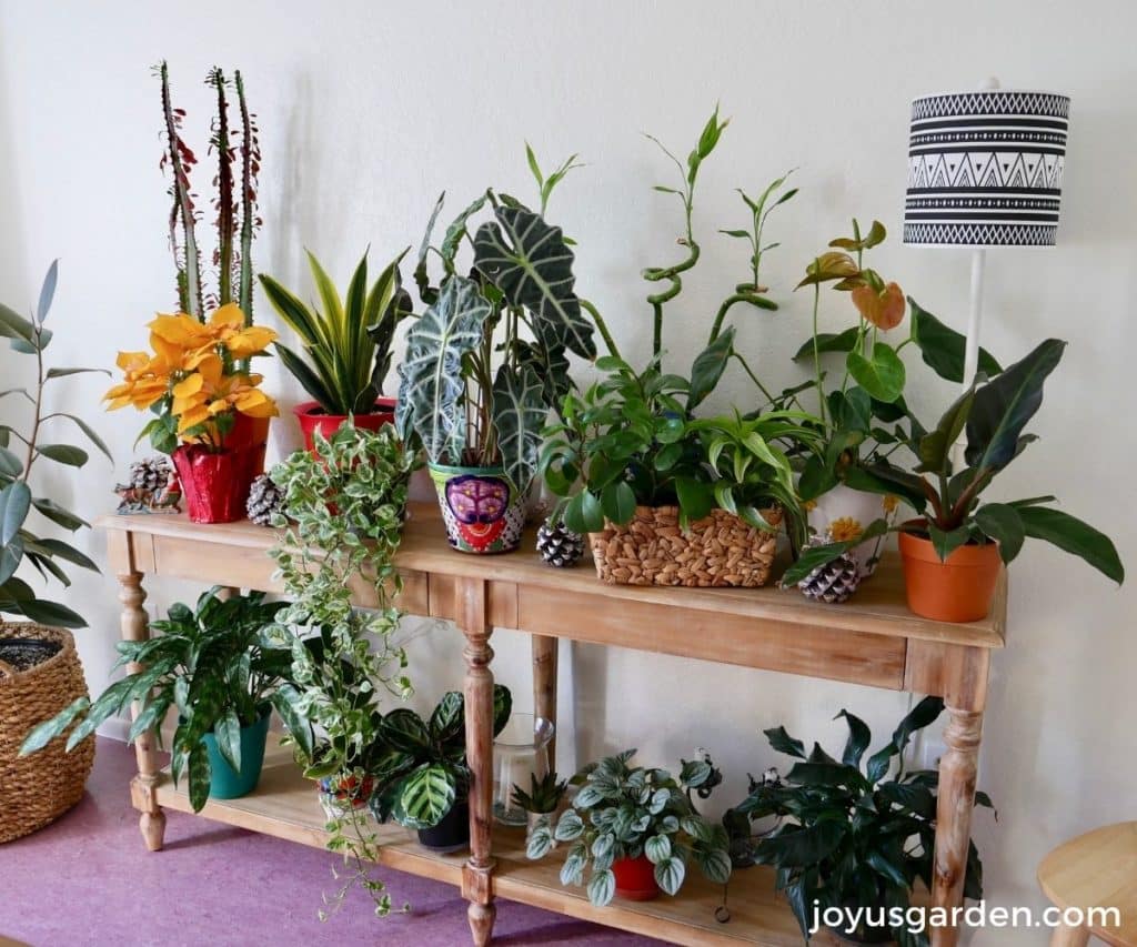 many houseplants on a long narrow table with ah large indoor tree next to it