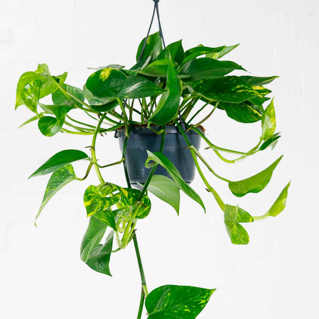 Buy Devils Ivy | Golden Pothos | Epipremnum Aureum | UK