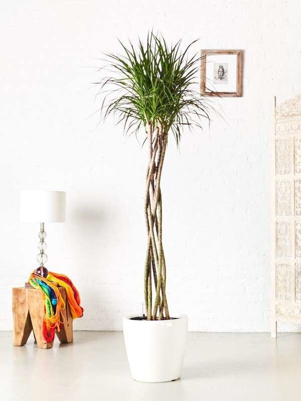 Dracaena Marginata Large Houseplant