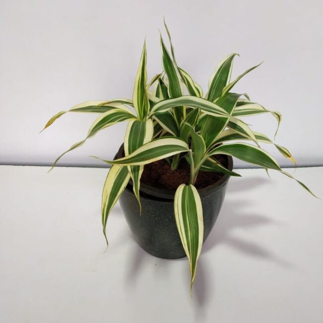 Dracaena plant with white margin on leaves