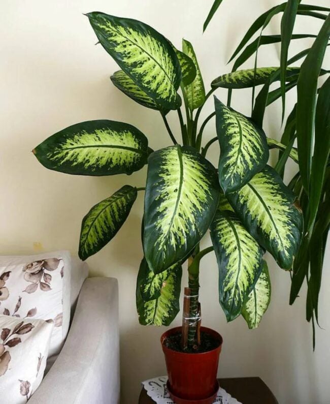 Large dumb cane plant