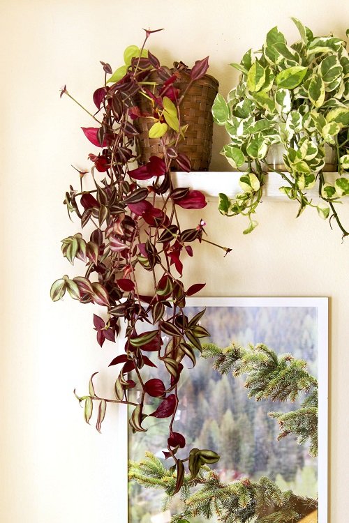 Different Ways to Grow Wandering Jew Indoors 11