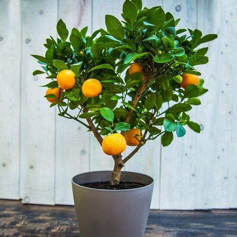 easypeel clementine tree