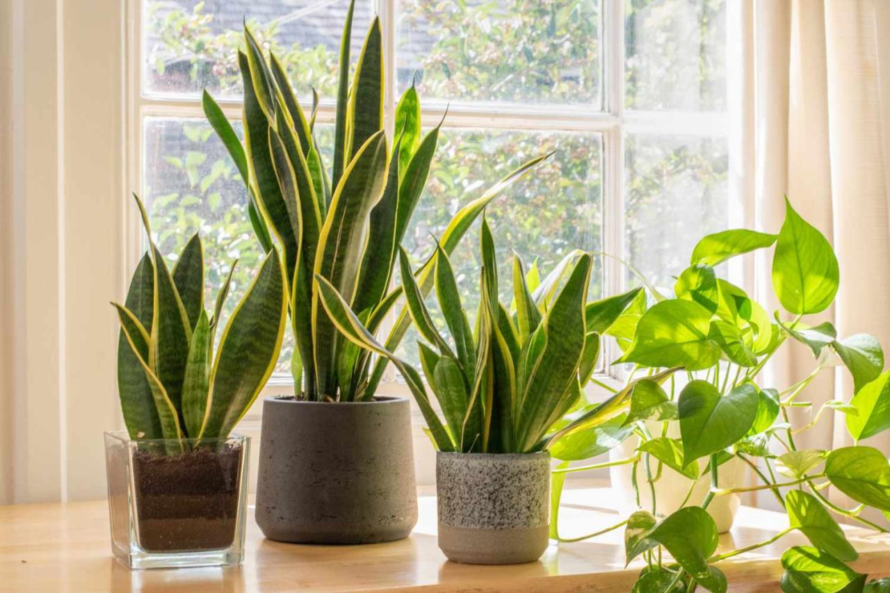 How to Care for Snake Plants, From Repotting to Propagating